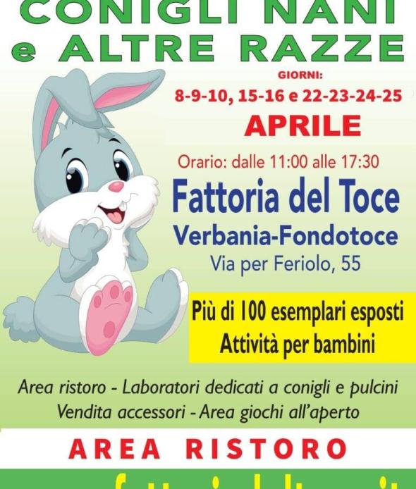 Mostra conigli nani 2023