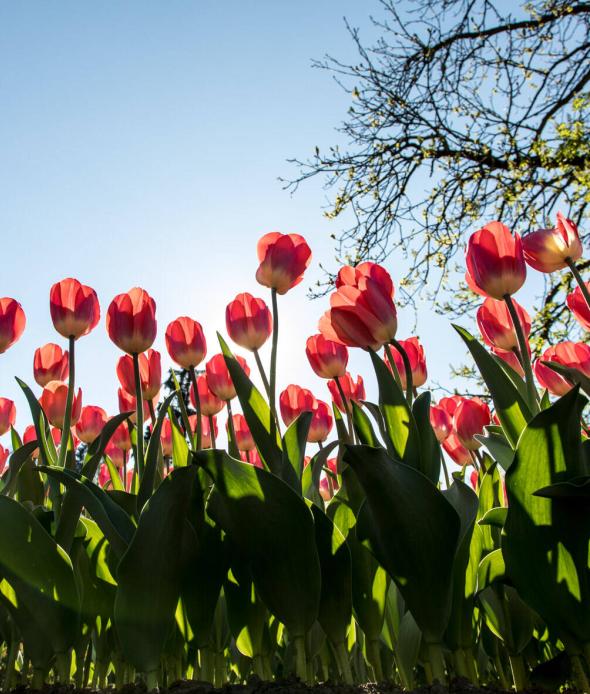 TULIPANI
