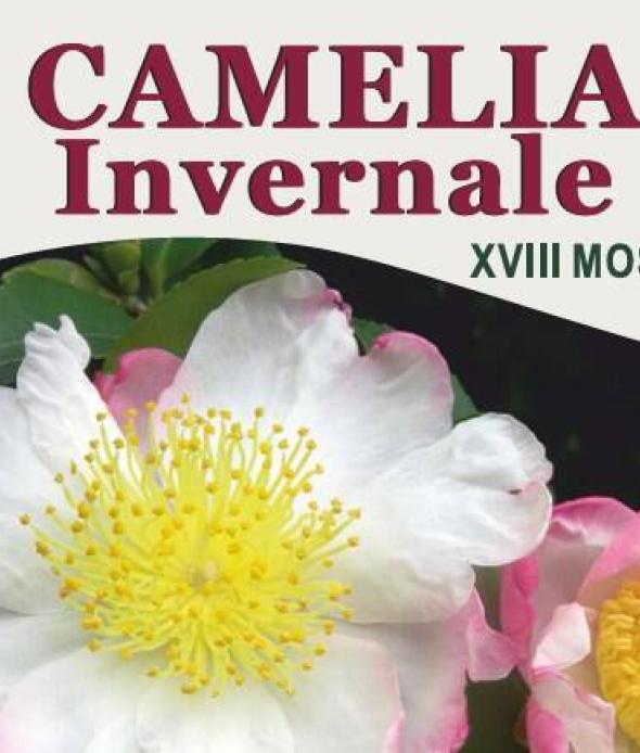 Banner Camelia Invernale 2023