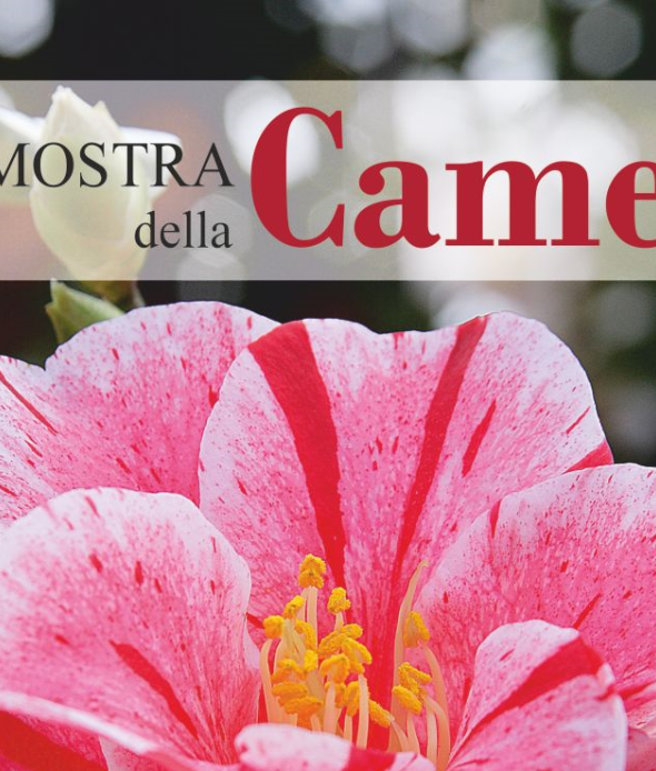 camelia primaverile 2024