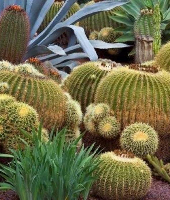 Cactus FB