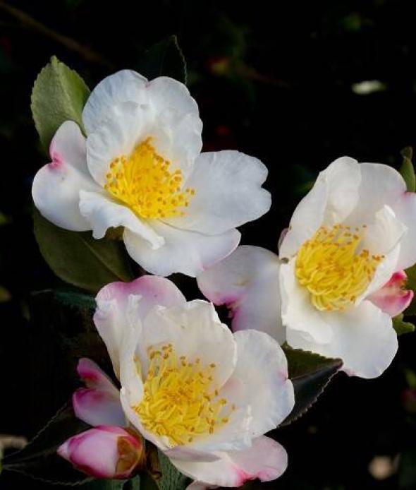 Camelia-Sasanqua-NARUMIGATA