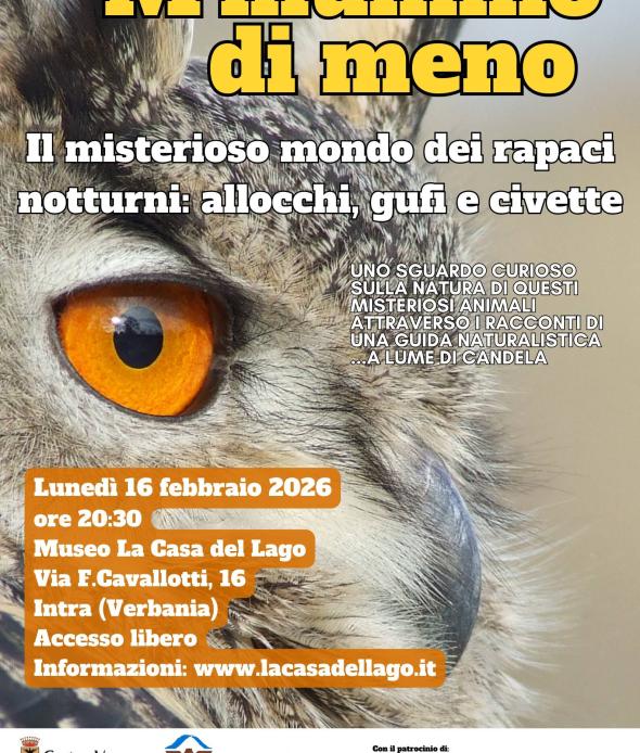 Il misterioso mondo dei rapaci notturni