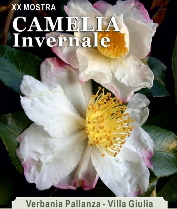 locandina Camelia Invernale 2026