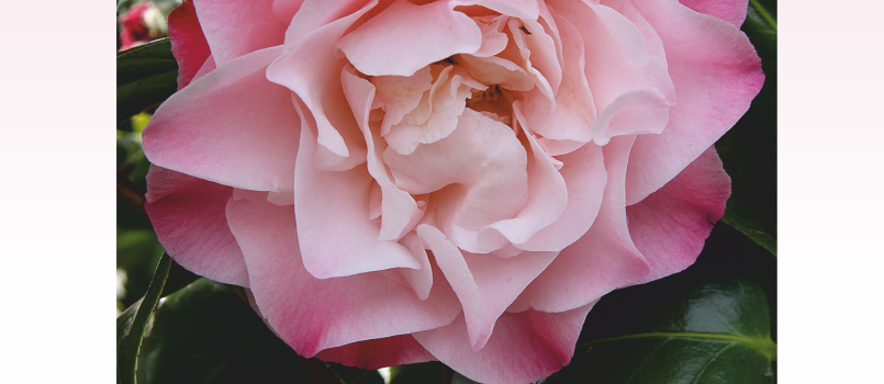 manifesto camelia