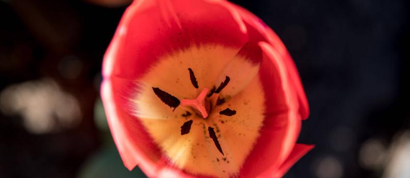 TULIPANO