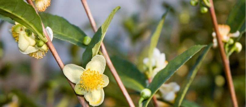camelia sinensis