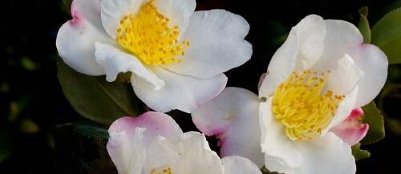 Camelia-Sasanqua-NARUMIGATA