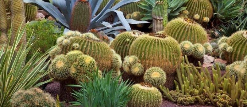 Cactus FB