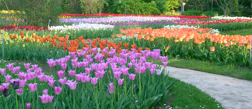 Labirinto dei Tulipani