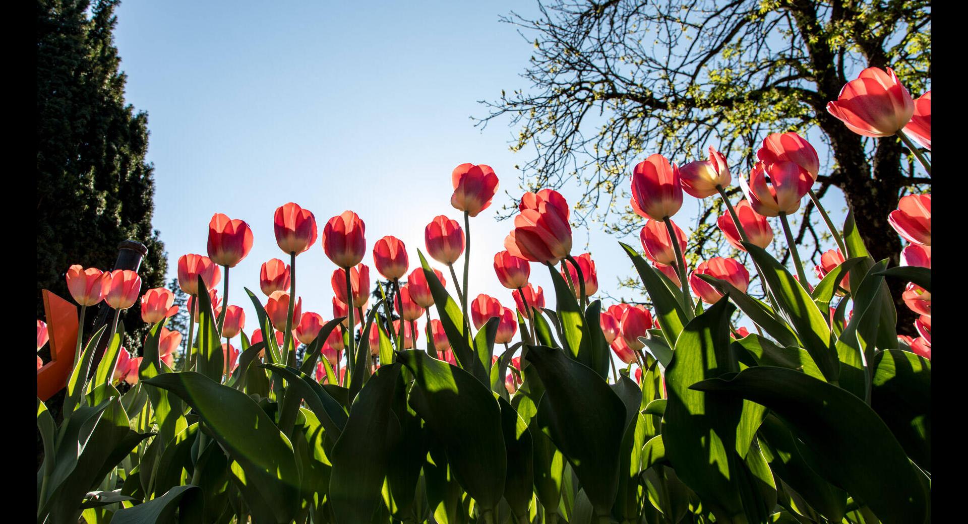 TULIPANI