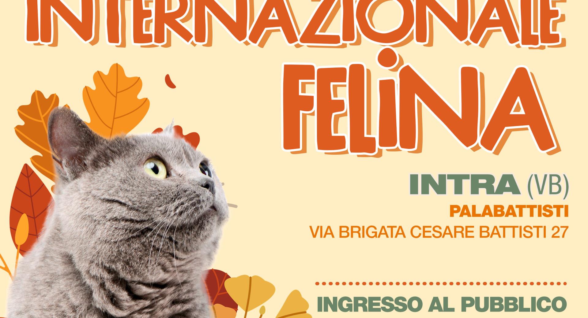 MOSTRA FELINA 21 22 OTTOBRE 2023