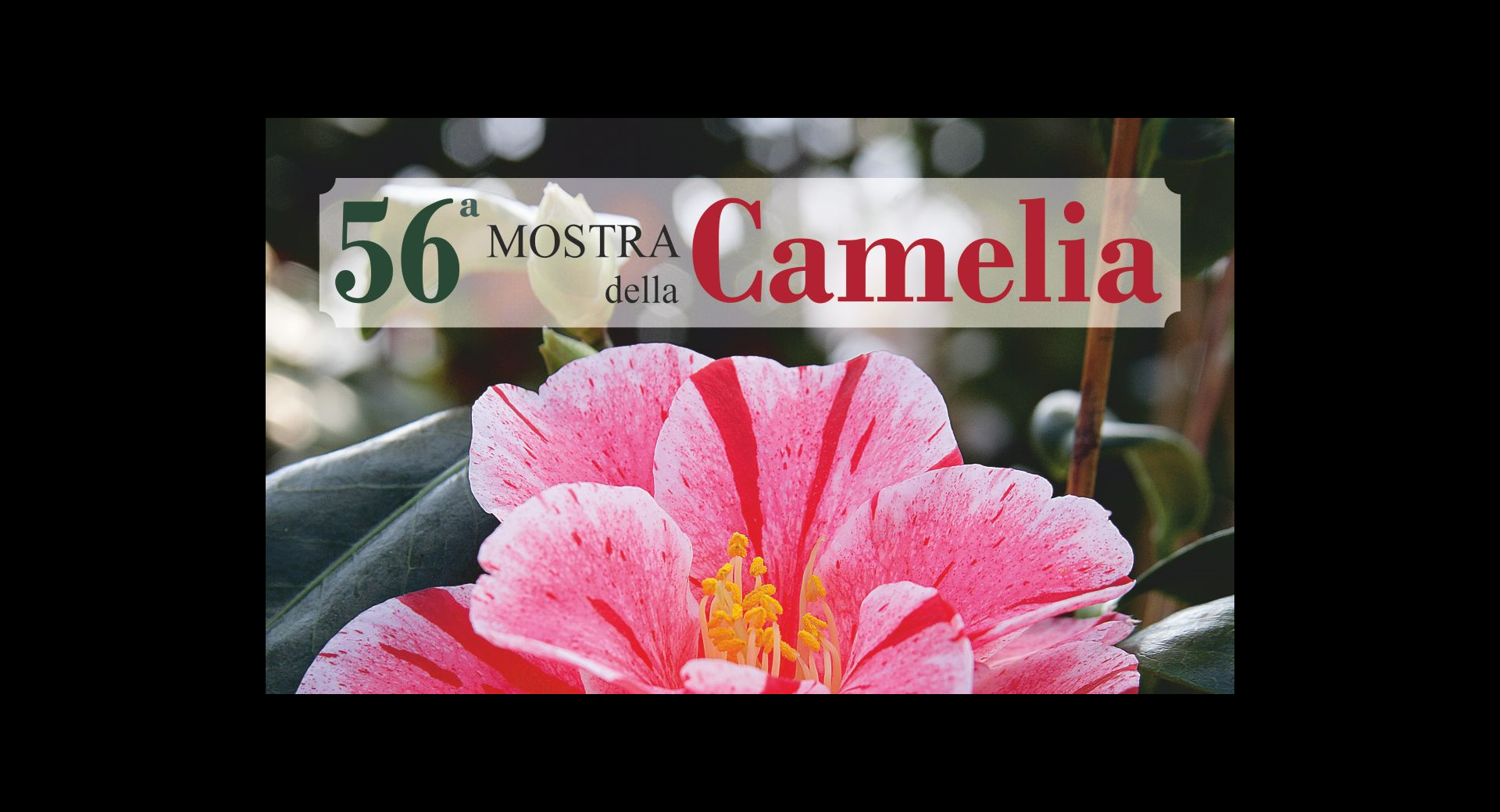 camelia primaverile 2024