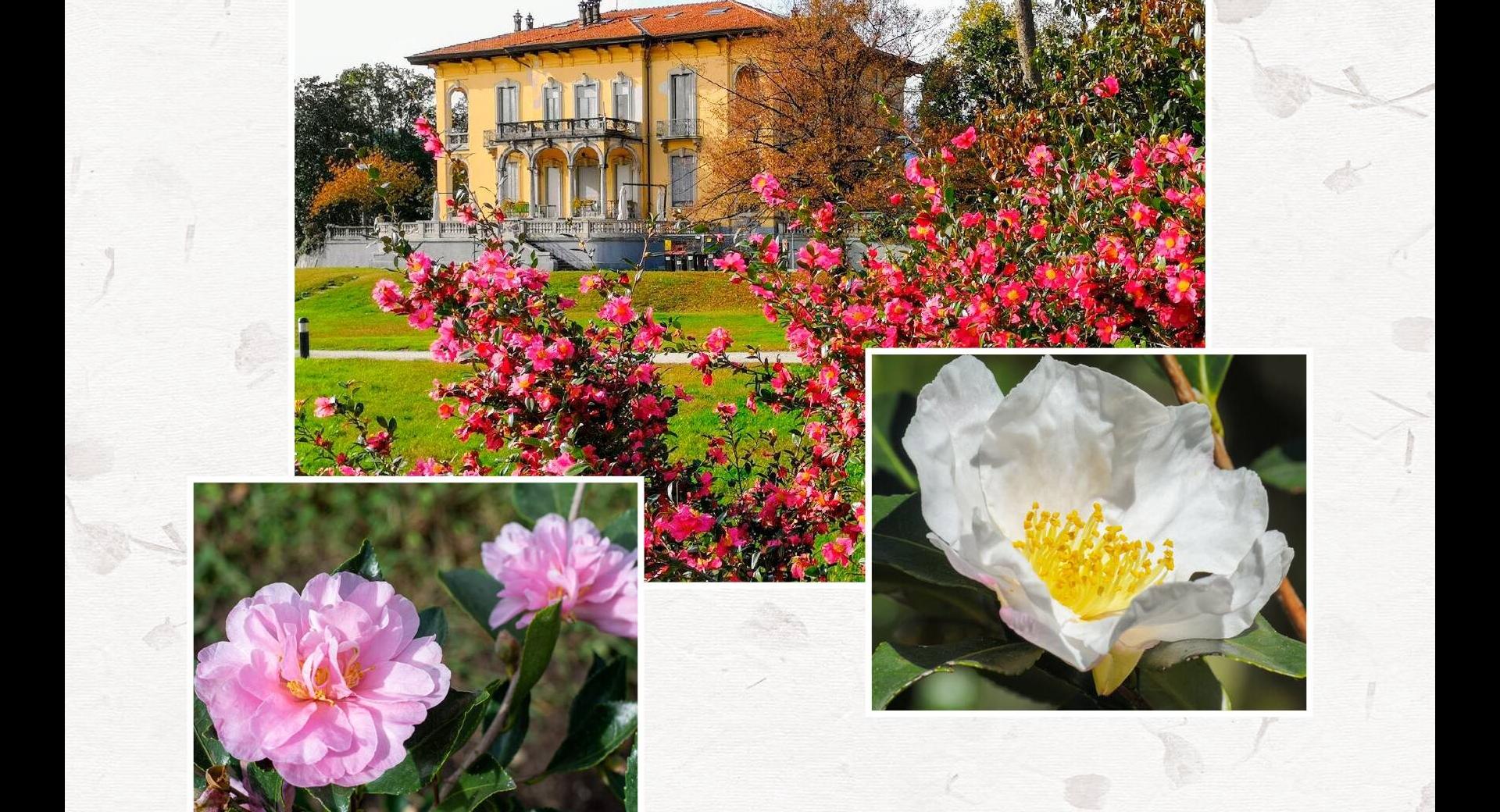 Visite alle Camelie sasanqua