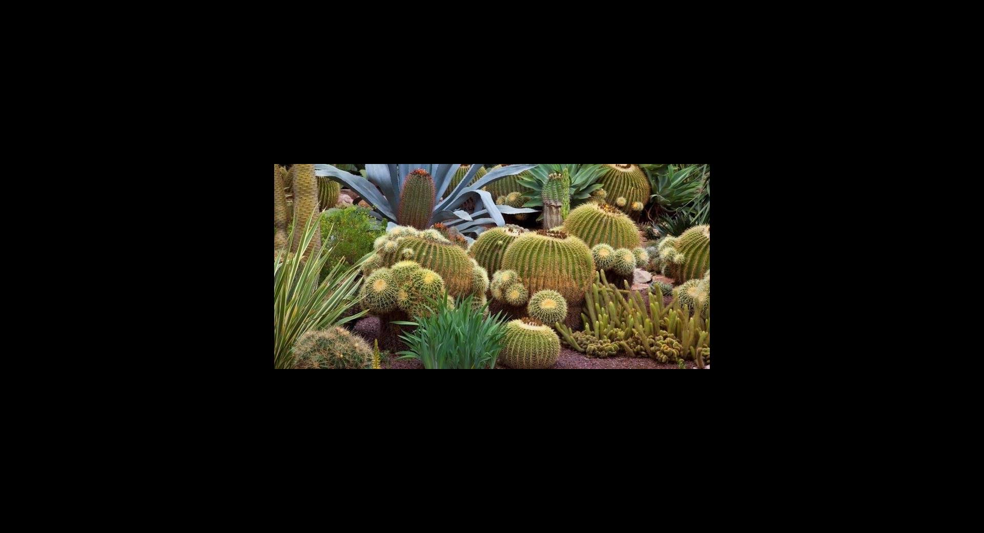 Cactus FB