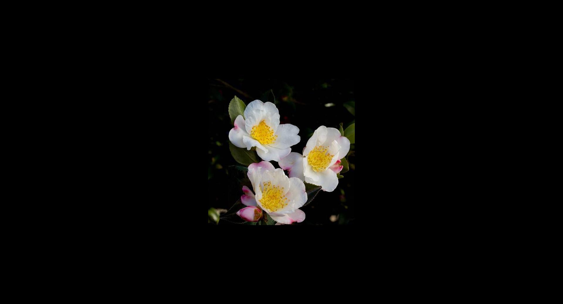 Camelia-Sasanqua-NARUMIGATA